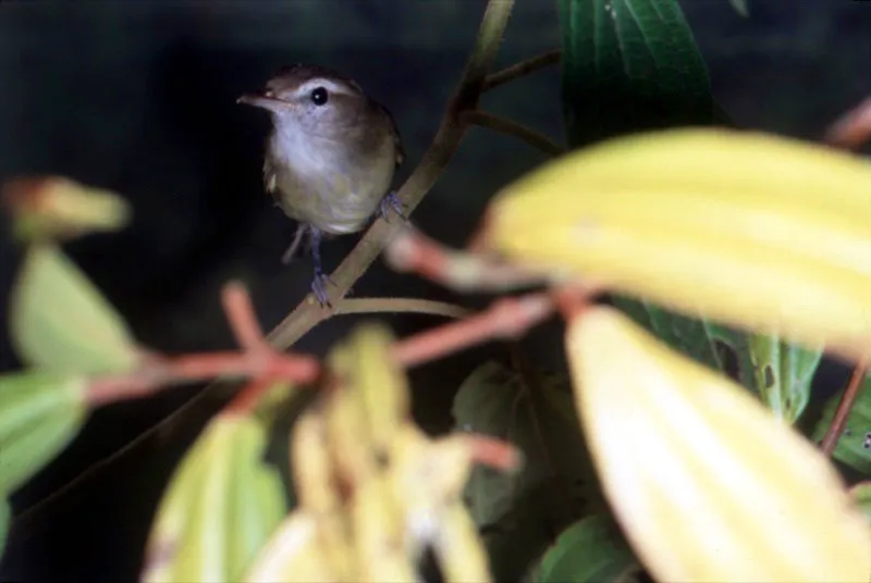 Clarinero.
Cyclarhis nigrirostris