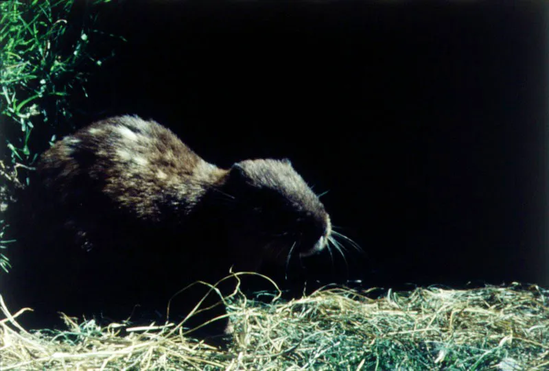 Guagua loba. 
Agouti taczanowskii.
 