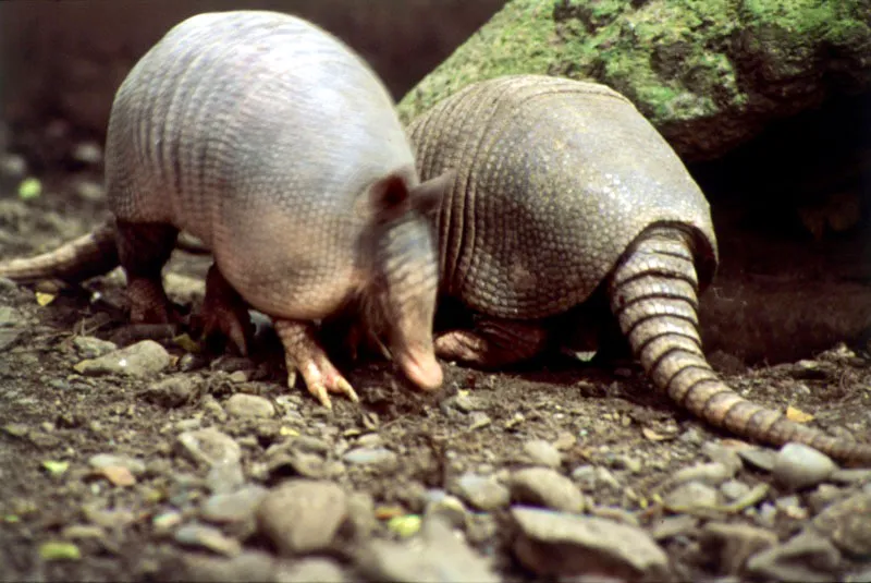 Armadillo o gurre. Dasypus novemcinctus.
