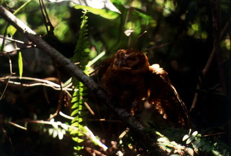 Currucao.
Otus choliba
