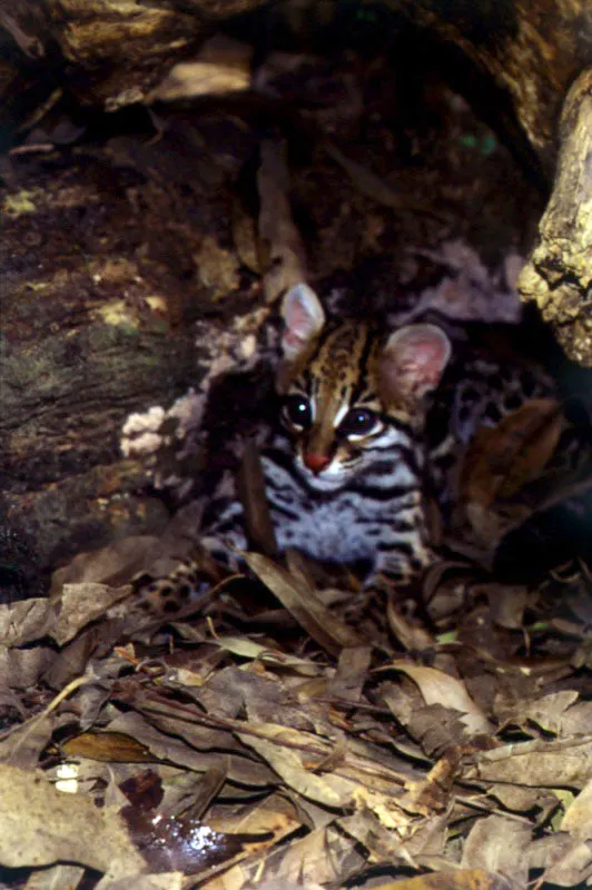 Ocelote.
Leopardus pardalis.