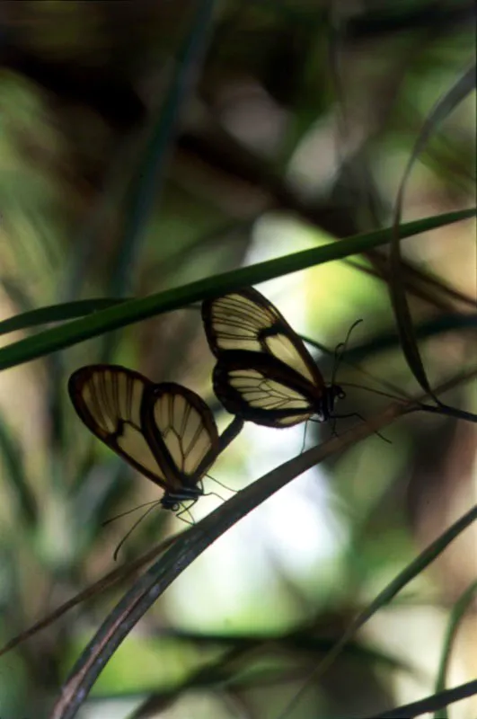 Mariposa.
Pteronimia lisae. 