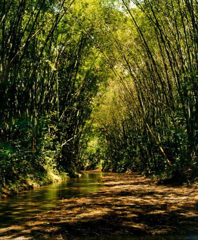 Guadual que cubre y protege el cauce
de una quebrada.
Obando, Valle del Cauca, Colombia.