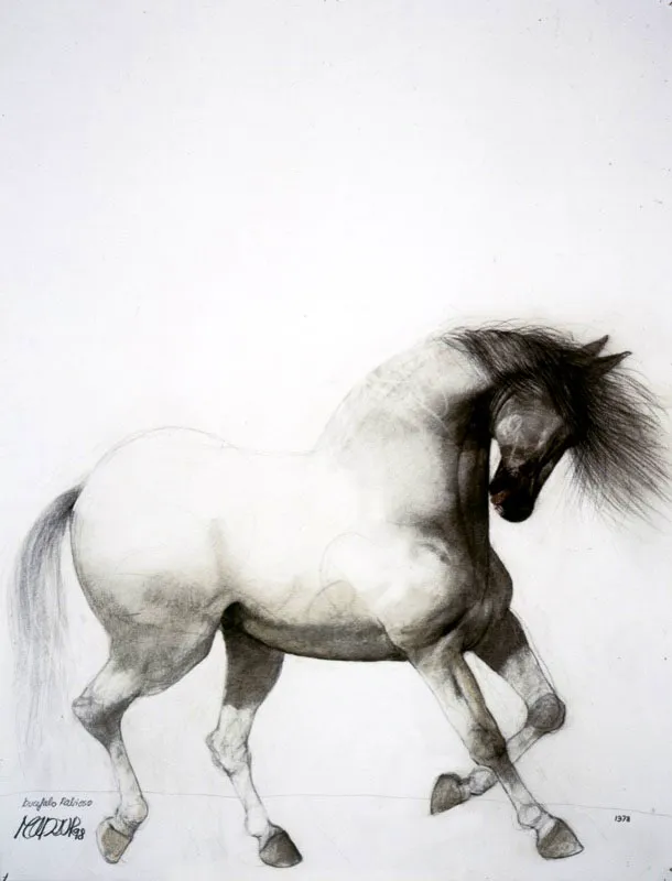 Bucéfalo rabioso / 1998 / Carboncillo sobre papel / 70 x 55 cm / Colección particular