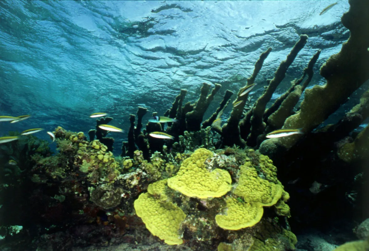 Selva de coral, isla de Providencia.
