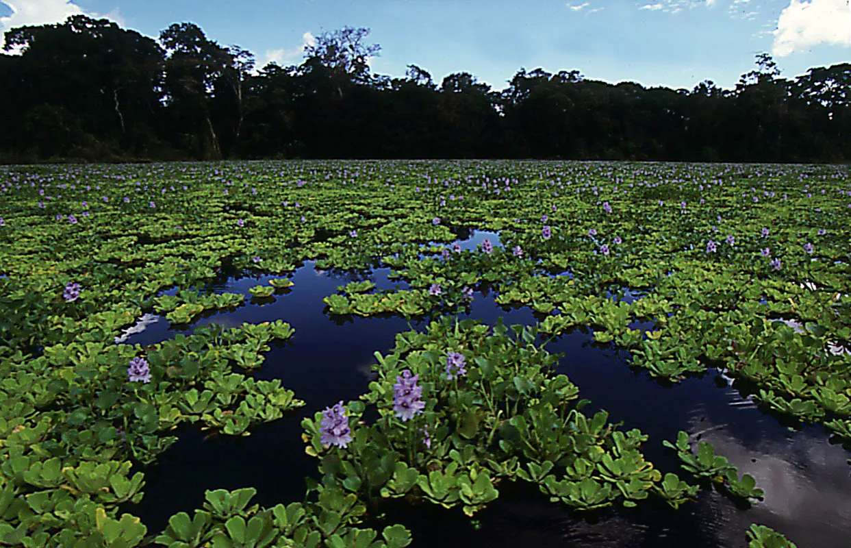 Laguna de Tarapaja, río Amazonas.