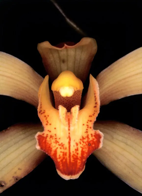 Orqudea.  