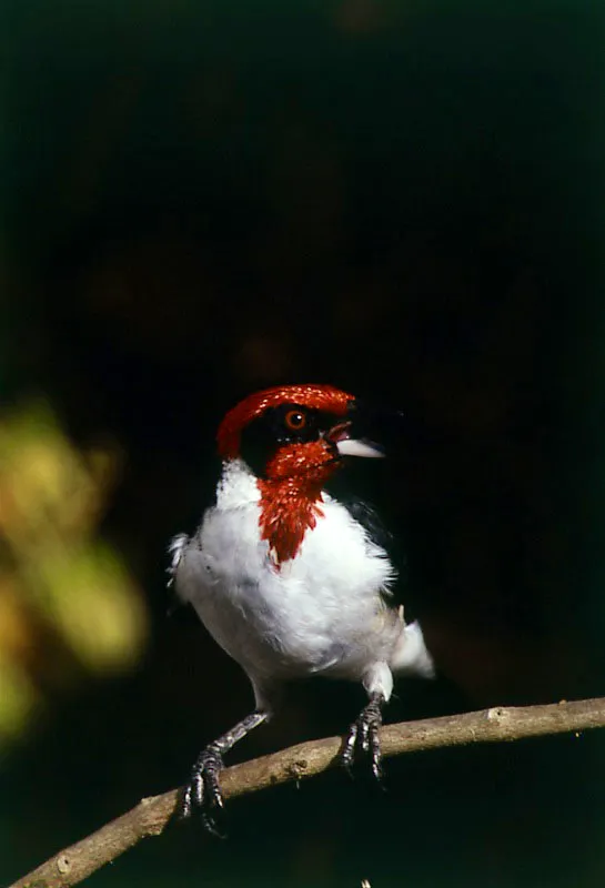 Colombia tiene la mayor variedad de aves del mundo, 1753 especies. 