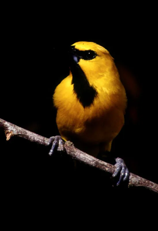 Colombia tiene la mayor variedad de aves del mundo, 1753 especies. 