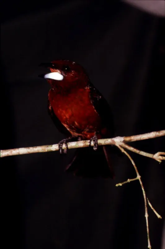 Colombia tiene la mayor variedad de aves del mundo, 1753 especies. 