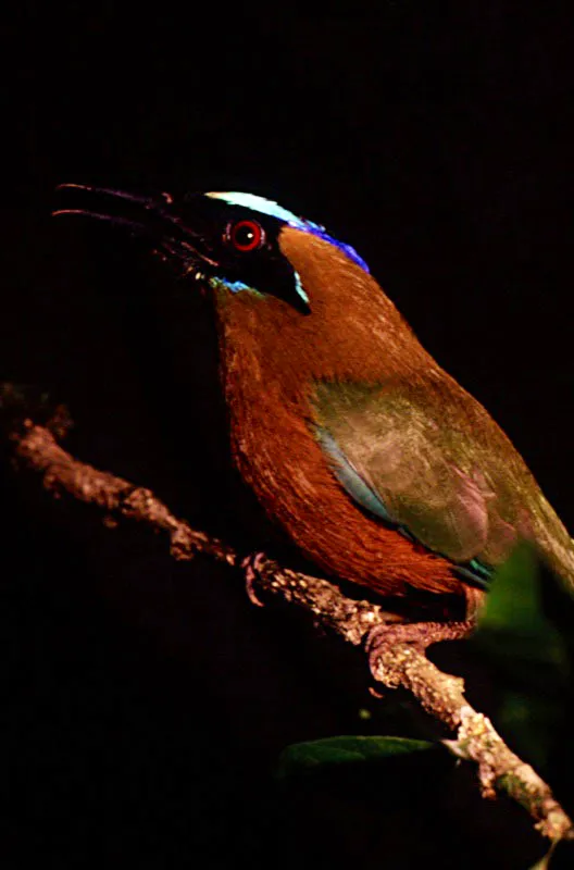 Colombia tiene la mayor variedad de aves del mundo, 1753 especies. 