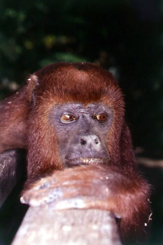 Mono aullador, Amazonas.  