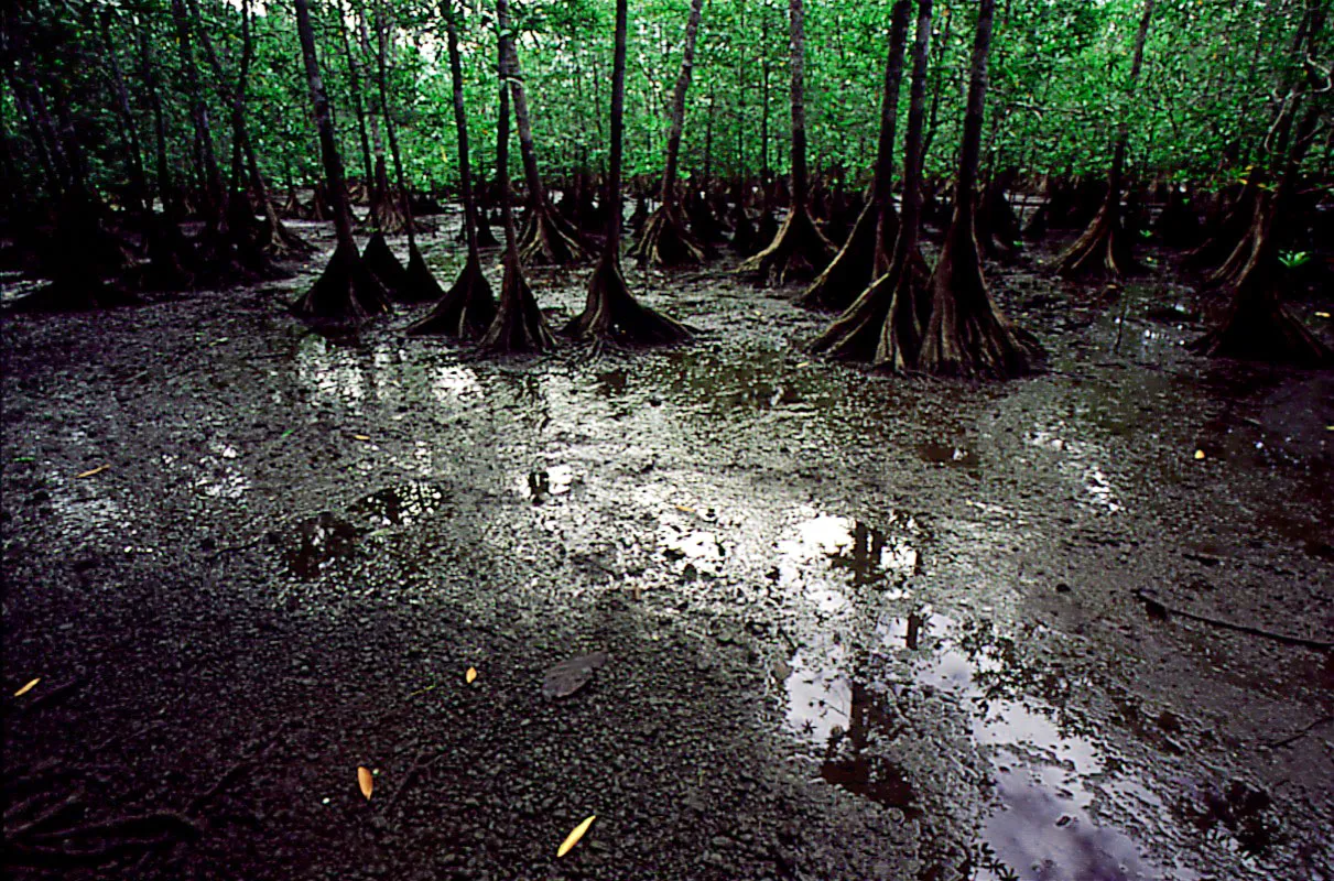 Bosque de mangle, Parque Nacional Ensenada de Utra. Choc.
 