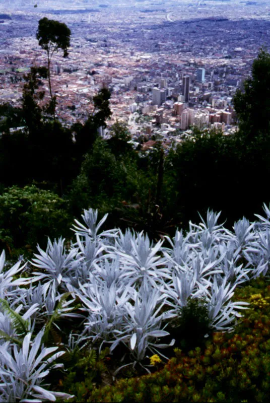 Centro de Bogot, desde los cerros orientales. 