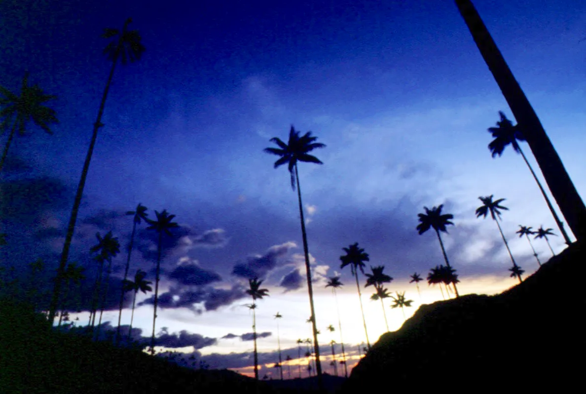 Valle de Cocora. Salento, Quindo.
 