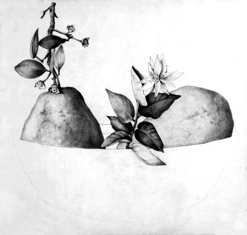 Calabazas / Lápiz sobre papel