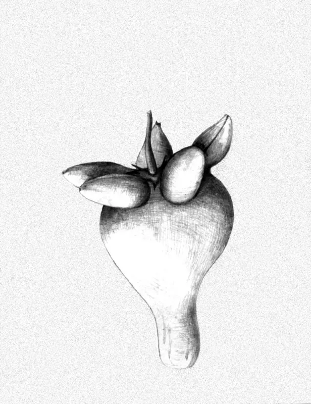 Fruta / Lápiz sobre papel