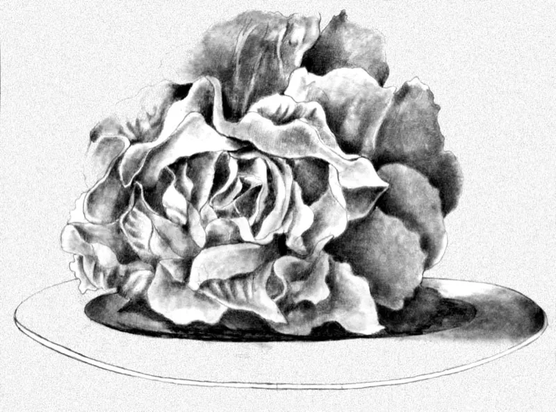 Lechuga / Lápiz sobre papel