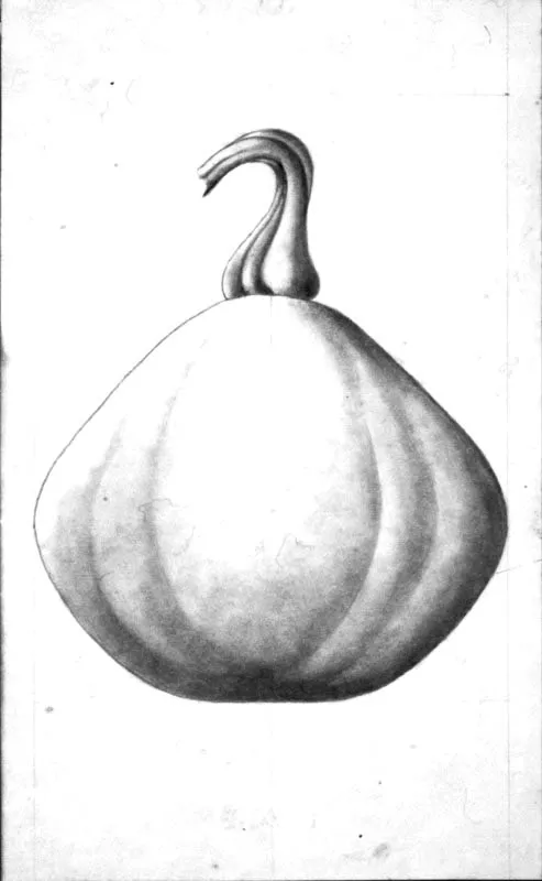 Calabaza / Lpiz sobre papel 