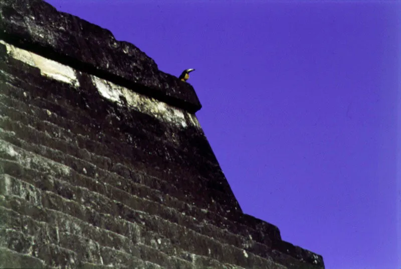 Tikal, Petn.  Cristbal von Rothkirch