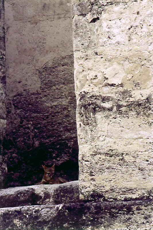 Tikal, Petén. Cristóbal von Rothkirch