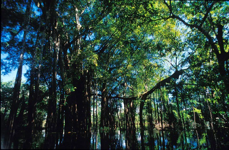 Dosel de bosque inundable. Francisco Nieto