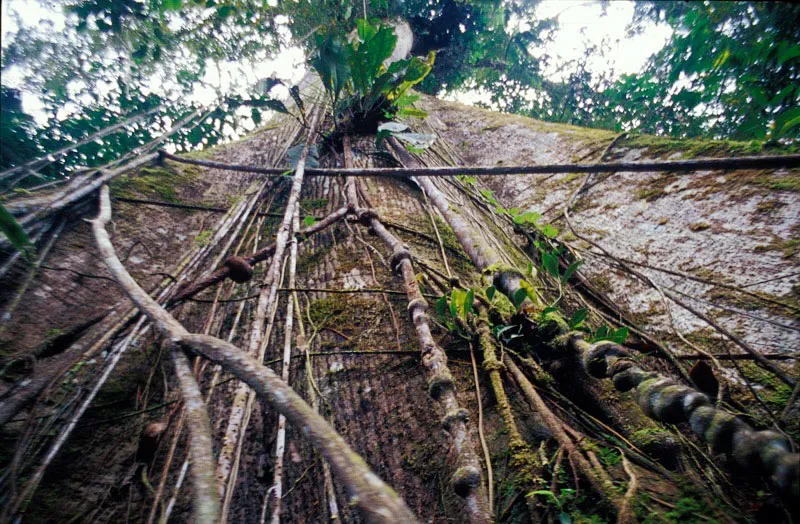 Tronco de ceiba con bejucos en El Sendero. Francisco Nieto