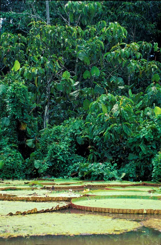 Victoria Regia. Carlos E. Porras