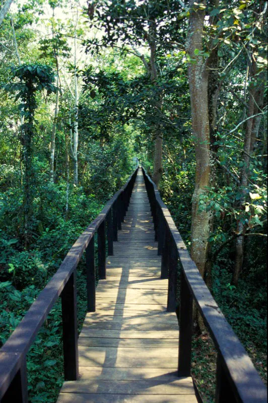 Puente al centro de visitantes Yewac. Carlos Castaño