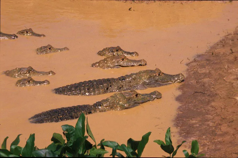 Caimanes; grupo de gran abundancia en el área. Andrés Hurtado