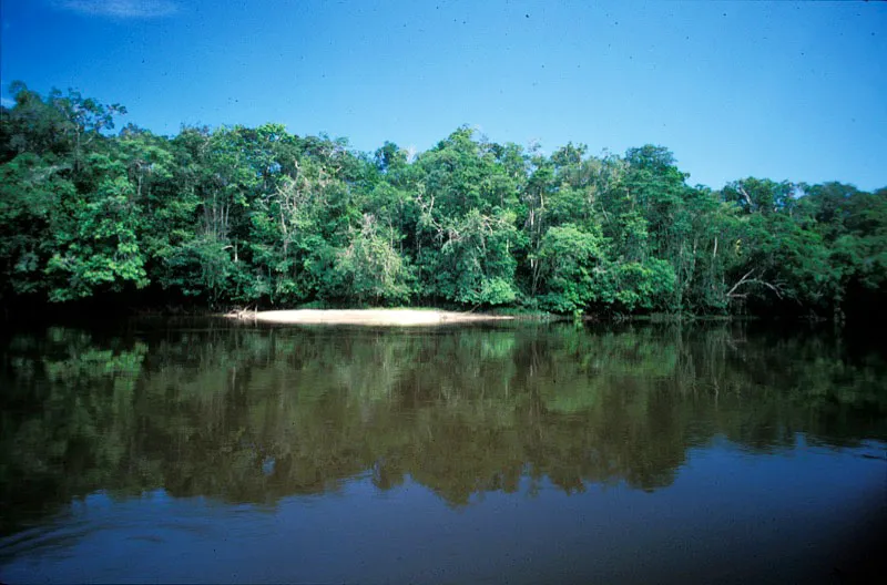 Selva en el río Caquetá. Andrés Hurtado