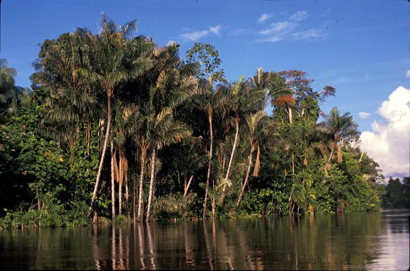 Palma bactris. Andrés Hurtado