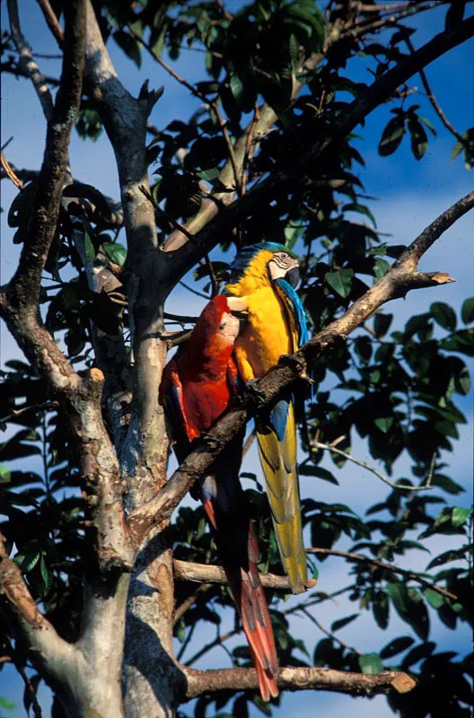 Guacamayas. Andrés Hurtado