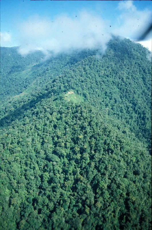 Bosque ubicado en cercanas de la serrana de Perij, municipio El Carmen. Carlos Castao