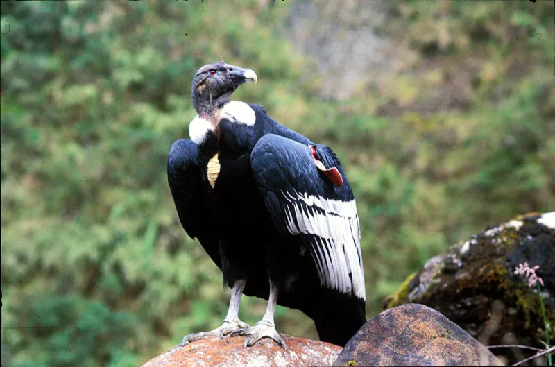 Hembra de cóndor andino, especie reintroducida en el parque en 1989. Andrés Hurtado