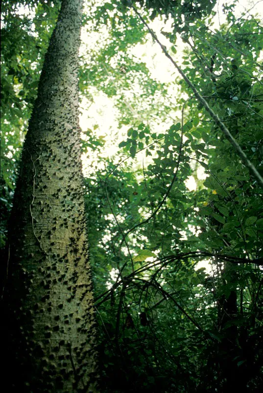 Ceiba blanca. Unidad Administrativa Especial del Sistema de Parques Nacionales