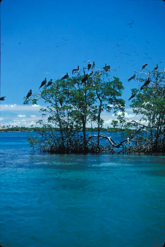 Pelcanos y fragatas cuidan cada centmetro del manglar rojo donde habitan, en Isla Maravilla. 
 Andrs Hurtado