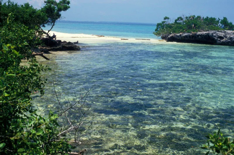 El vaivn de las olas arrastra la arena entre las espesas praderas de pastos marinos de Isla Rosario, haciendo efecto de colador para arrojar una arena fina como talco, nica en el parque. Carlos Castao