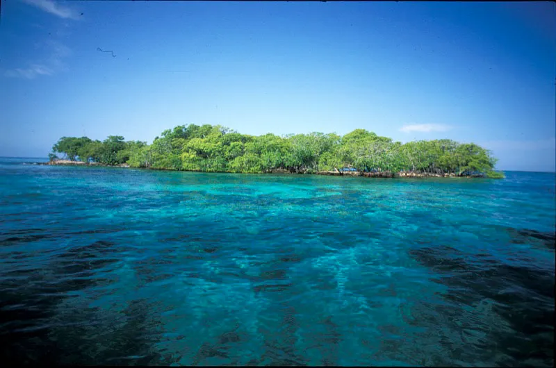 Isla Fiesta, en medio de la barrera norte del arrecife de coral. Su vegetacin est compuesta por mangle rojo y negro. Las aguas cristalinas albergan la fauna marina ms diversa del Atlntico en Colombia. Carlos Castao