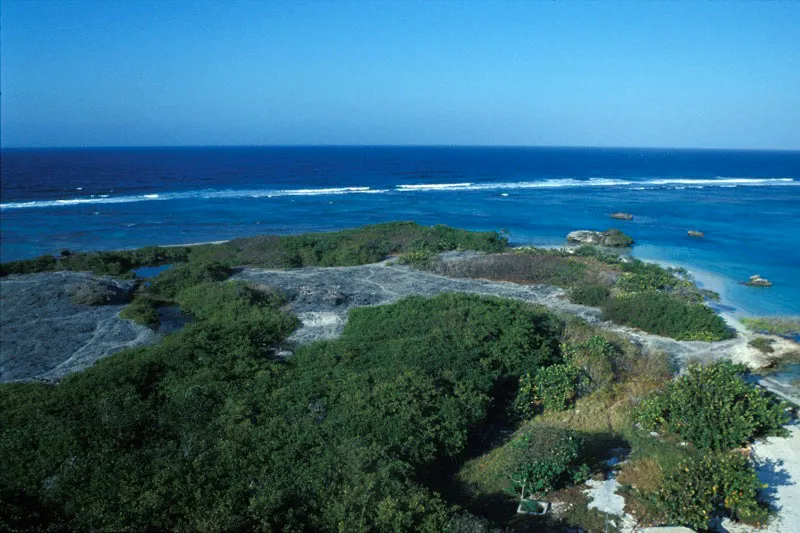 Formaciones de coral fsil, producto de antiguas glaciaciones, combinadas con el buen estado del mangle negro y el rojo que colonizaron la Isla Tesoro. Carlos Castao