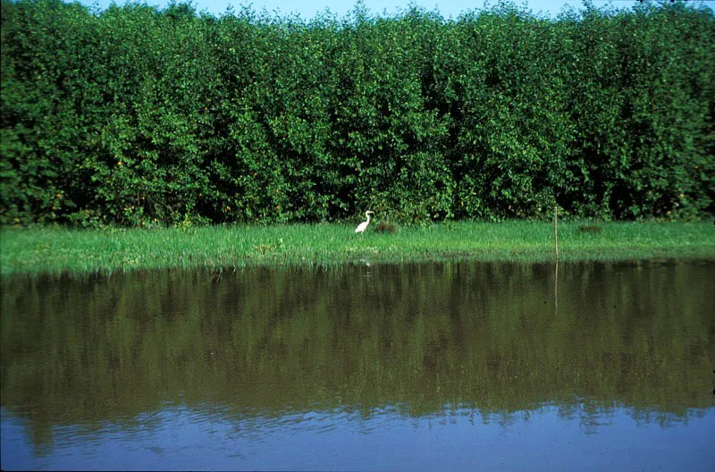 Garza a la orilla de un pantano.  Andrs Hurtado