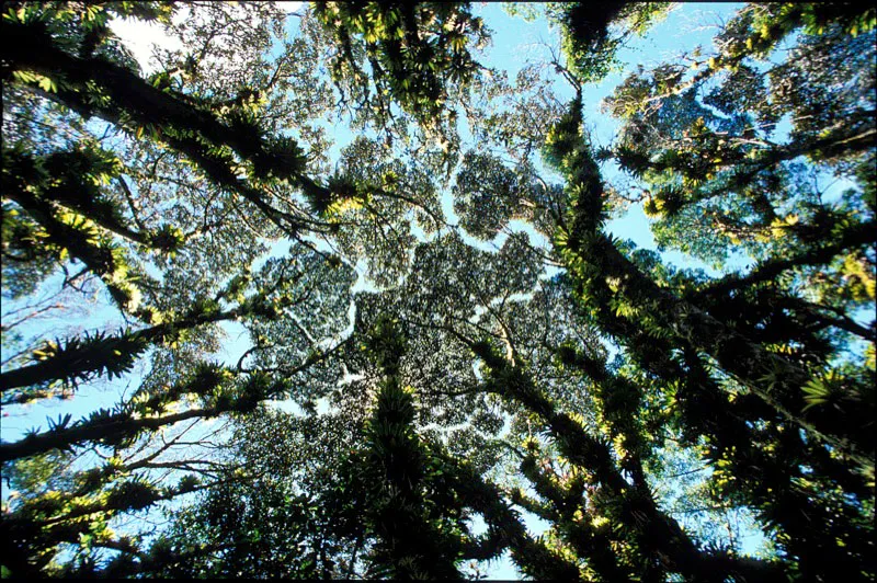 Dosel, cada árbol compite por su espacio formando un rompecabezas. Camilo Gómez Durán