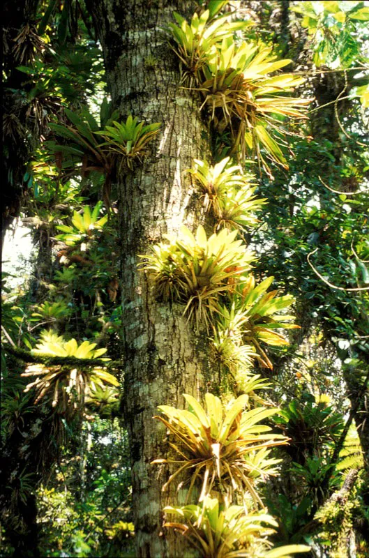 Árbol maduro cubierto con bromelias. Camilo Gómez Durán