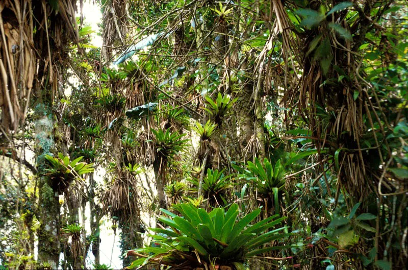 Árboles jóvenes cubiertos con bromelias tanque.
Andrés Hurtado