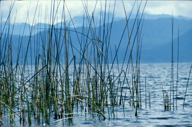 Detalle de totora, sitio de anidacin de patos. Carlos Castao