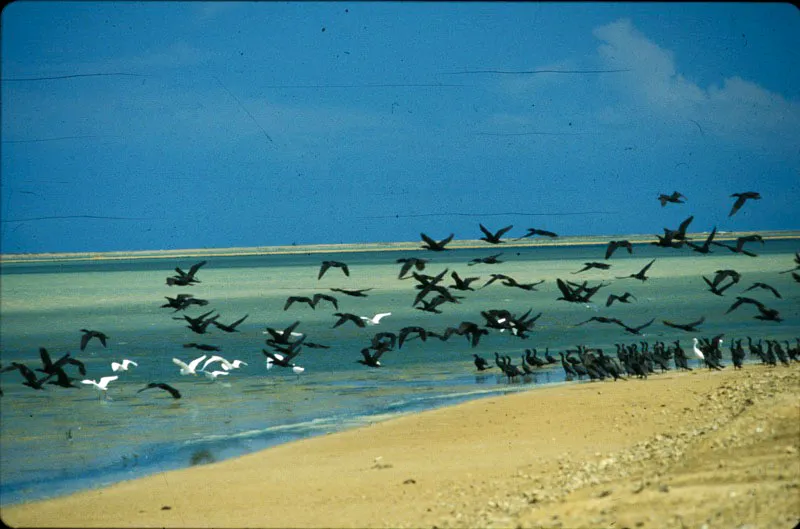 Garzas blancas y cormoranes. Juan Myer