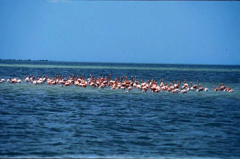 Flamencos rosados, aves que le dan su nombre al santuario. Andrs Hurtado