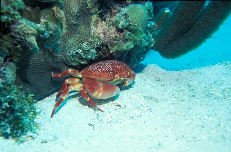 Cangrejo de mar.  Unidad Administrativa Especial del Sistema de Parques Nacionales