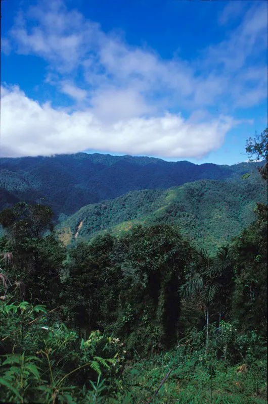 El rango altitudinal del Parque Nacional Natural Selva de Florencia va desde los 1 700 a los 2 300 m.s.n.m.  Jorge Hurtado