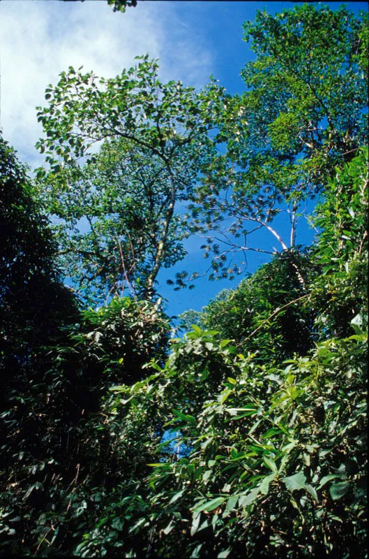 Matorral de chusque Jorge Hurtado